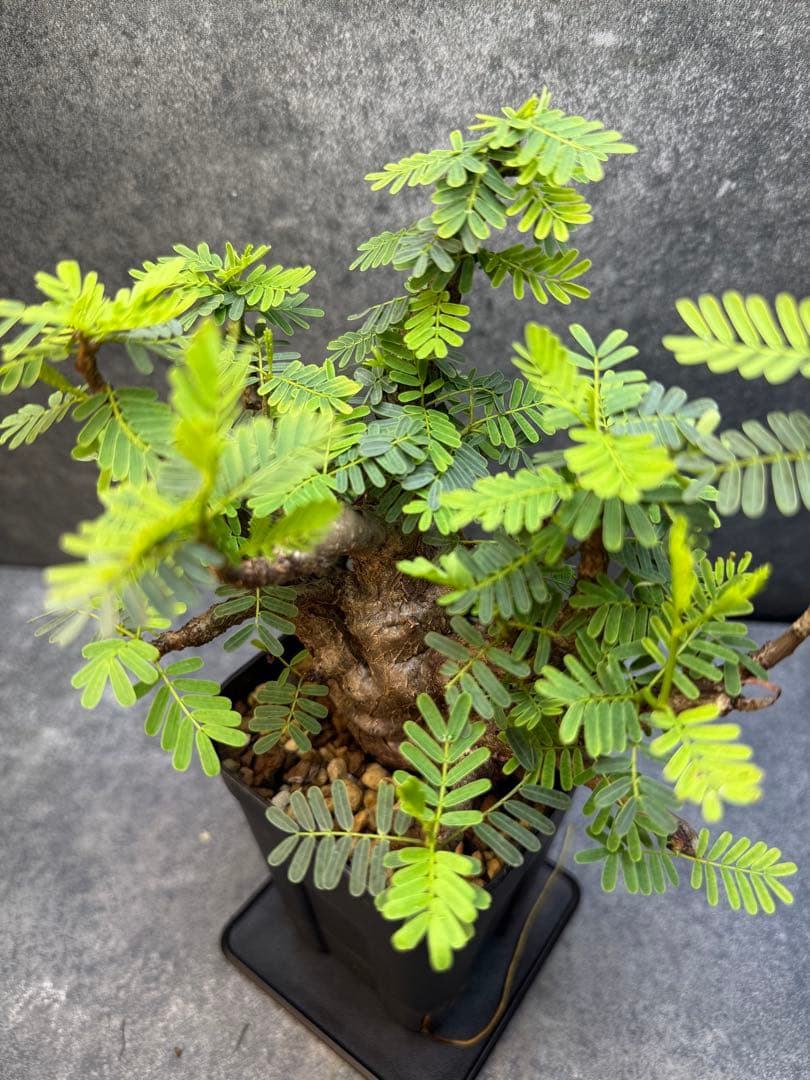 センナ　メリディオナリス　海外実生　発根済み　354