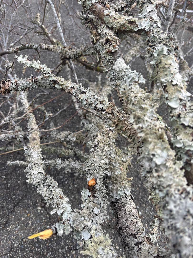 苔梅　エディブルフラワー　飾り葉