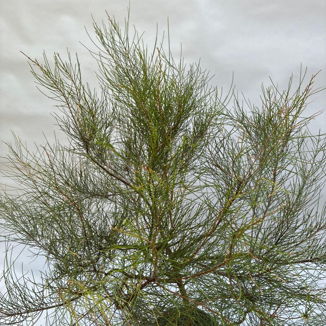 タマモクマオウ　大型