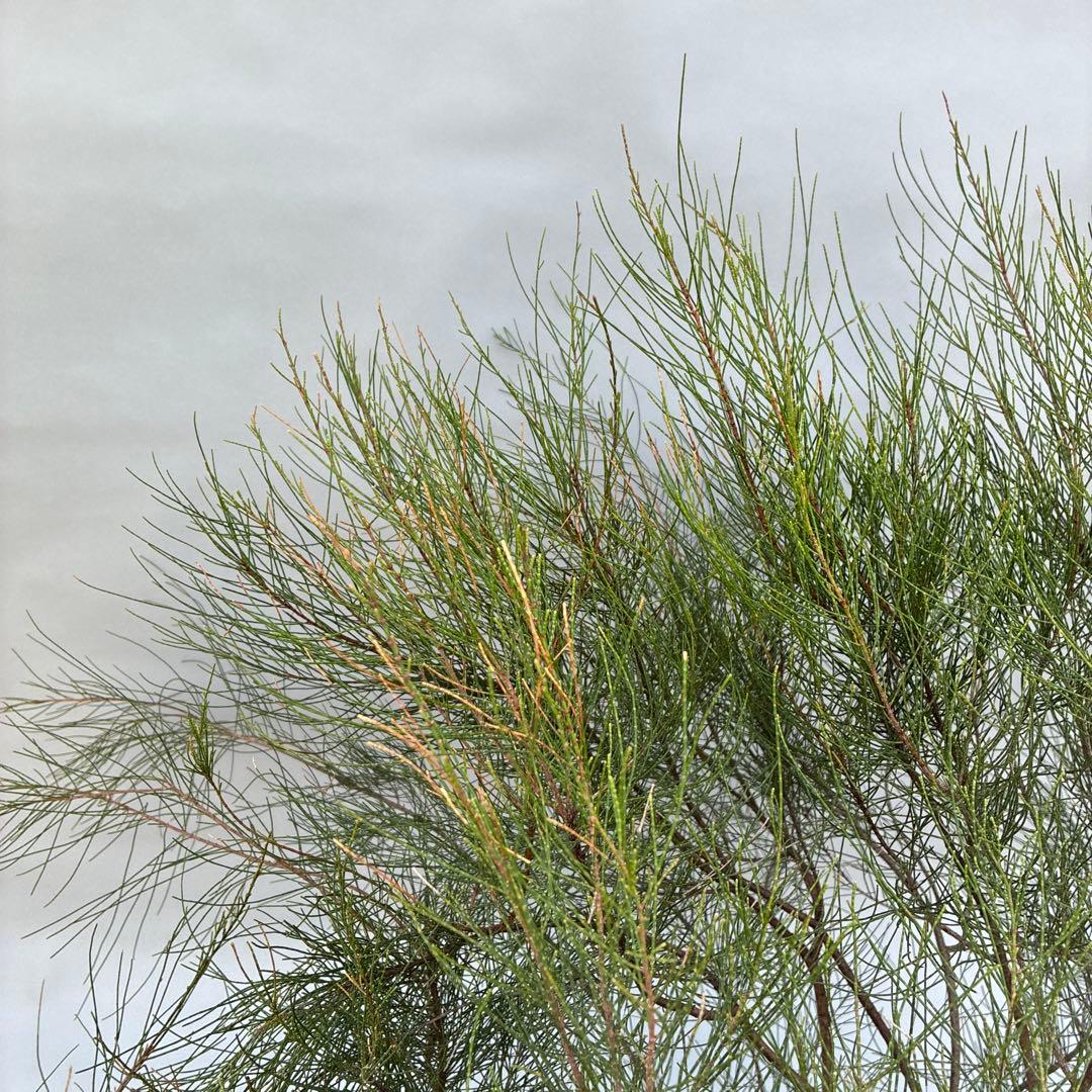 タマモクマオウ　大型