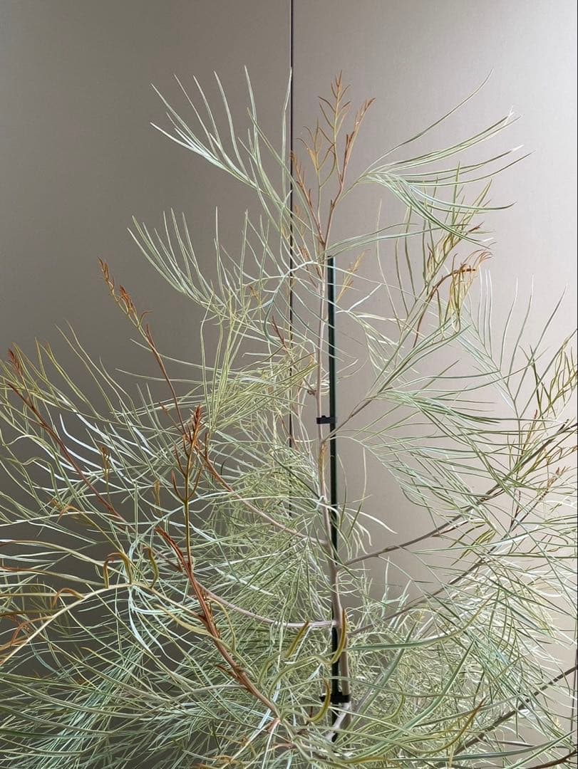 美株　超大株　グレビレア　ハニーワンダー　H約200cm 10号鉢　②