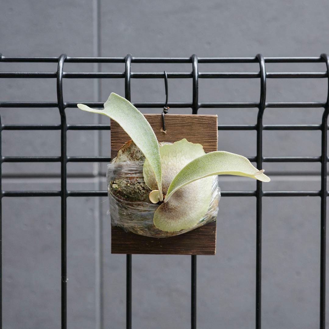 ︎︎︎︎☑︎ P.veitchii Auburn  子株 ビカクシダ