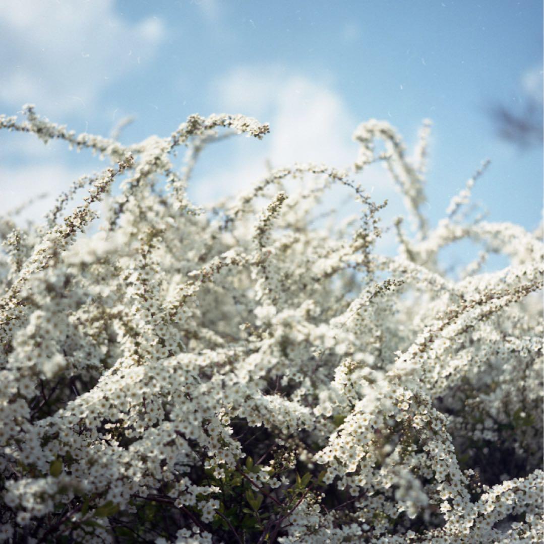 M*t様 Minolta AUTOCORD 二眼レフ 作例あり ロッコール75m