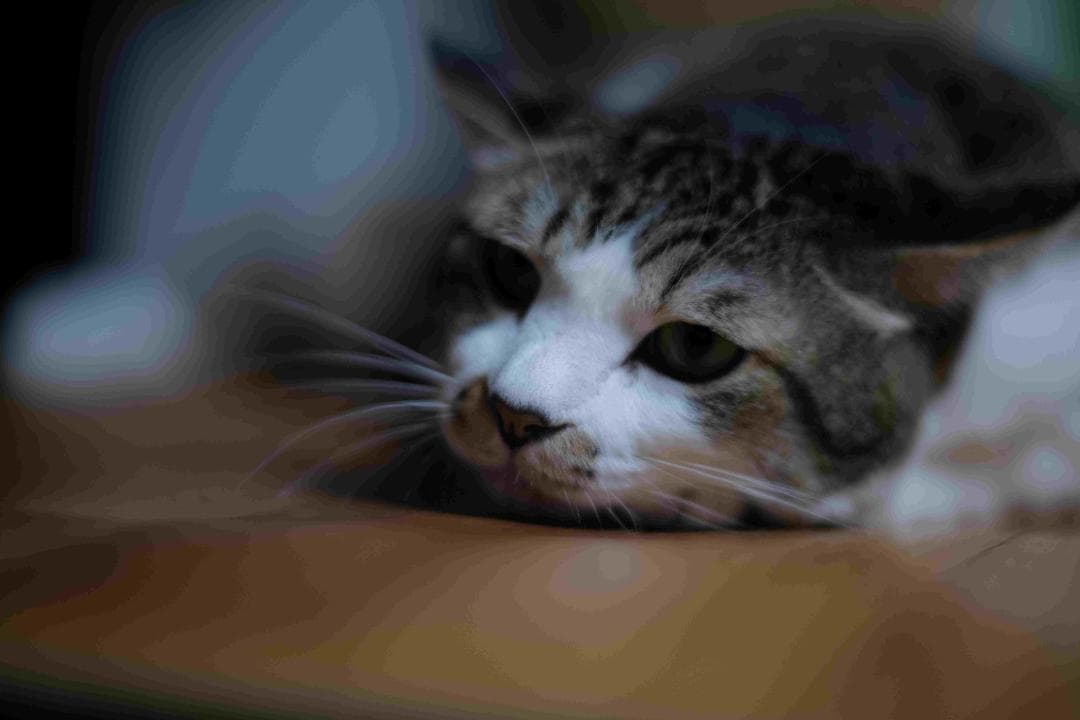 Carl Zeiss Jena Biotar 75mm f1.5 OH済