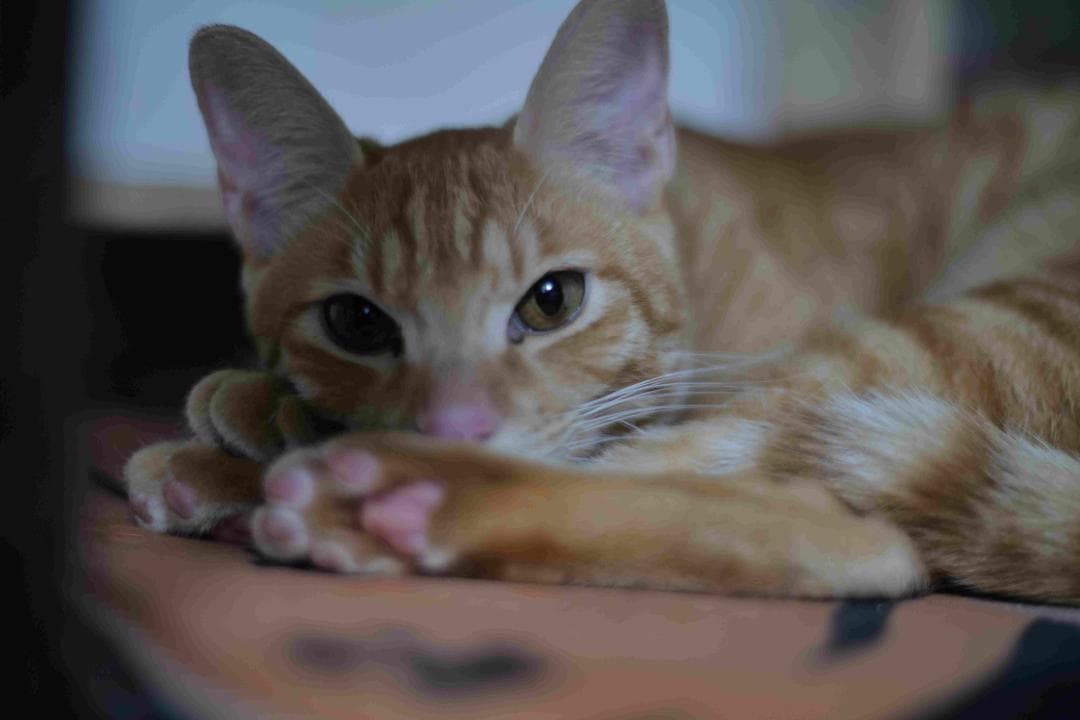 Carl Zeiss Jena Biotar 75mm f1.5 OH済