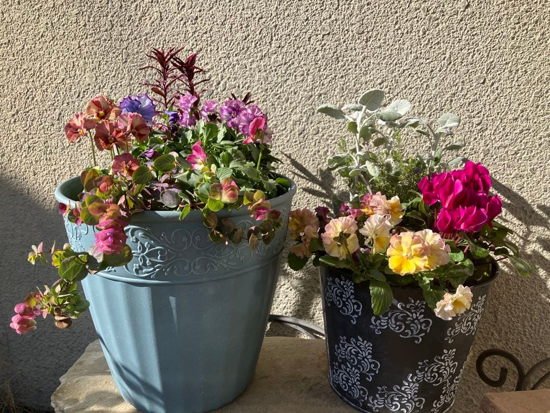 ❤️みーこ様❤️専用のページ❤️寄せ植え❤️