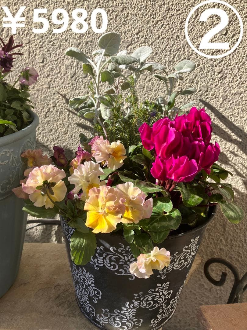 ❤️みーこ様❤️専用のページ❤️寄せ植え❤️