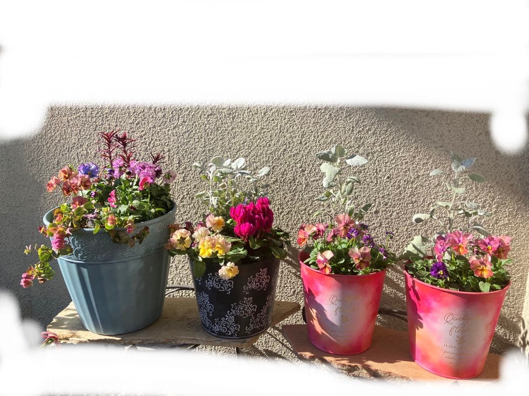 ❤️みーこ様❤️専用のページ❤️寄せ植え❤️