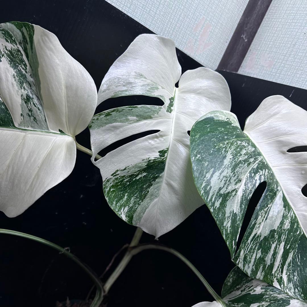 r*i様 斑入りモンステラ ホワイトタイガー極美大株65cm白斑多
