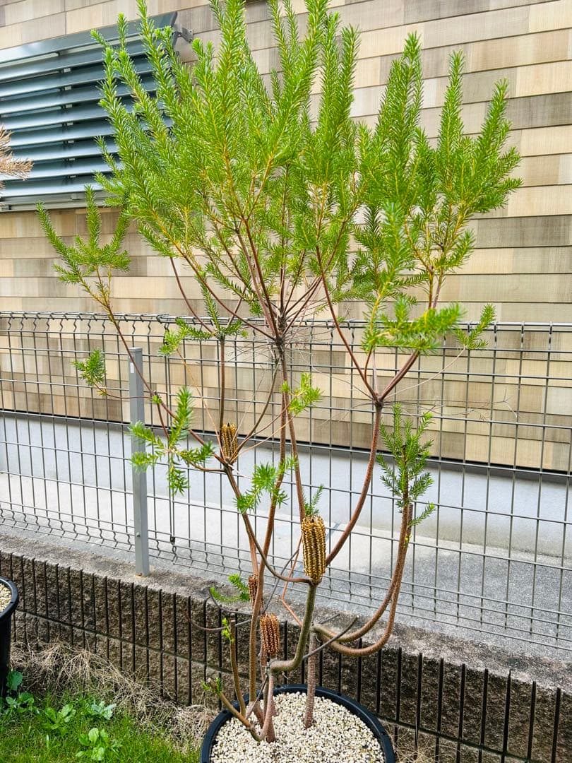 【引き取り限定】ヒースバンクシア　エリシフォリア　特大株