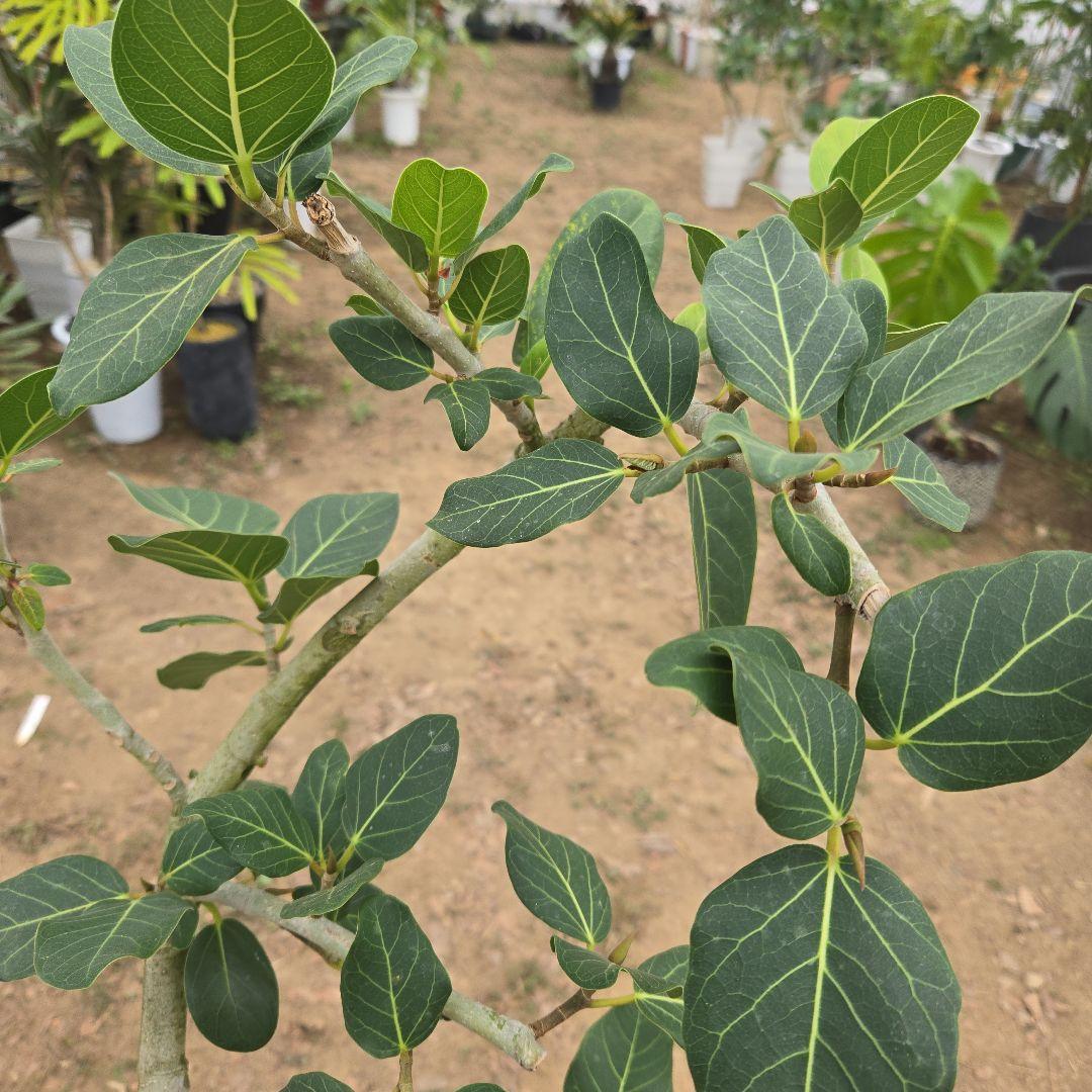 ⑭　フィカス　ベンガレンシ　曲がり仕立て「螺旋」8号　特大苗木最高等級極上品‼️