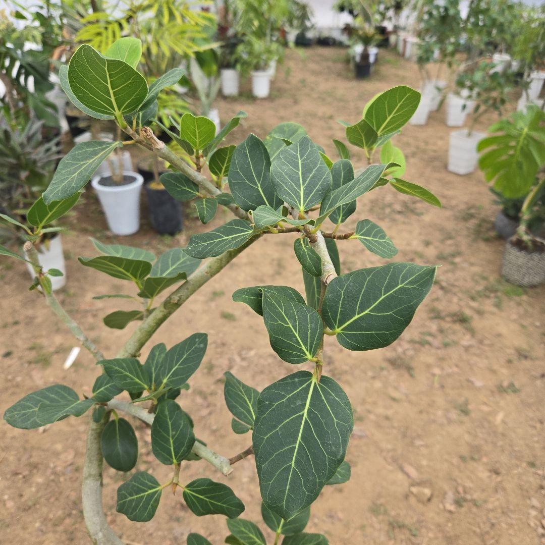 ⑭　フィカス　ベンガレンシ　曲がり仕立て「螺旋」8号　特大苗木最高等級極上品‼️