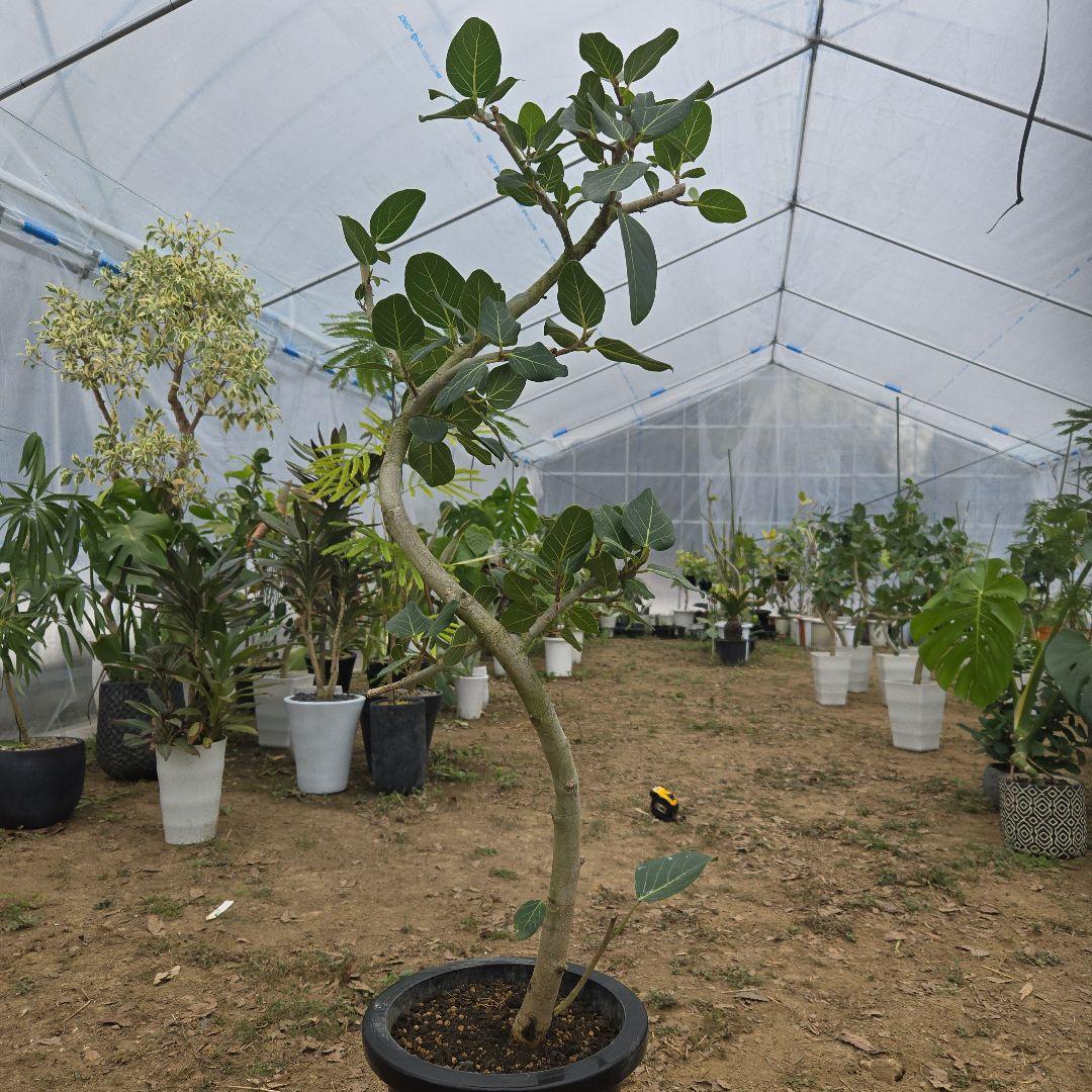 ⑭　フィカス　ベンガレンシ　曲がり仕立て「螺旋」8号　特大苗木最高等級極上品‼️