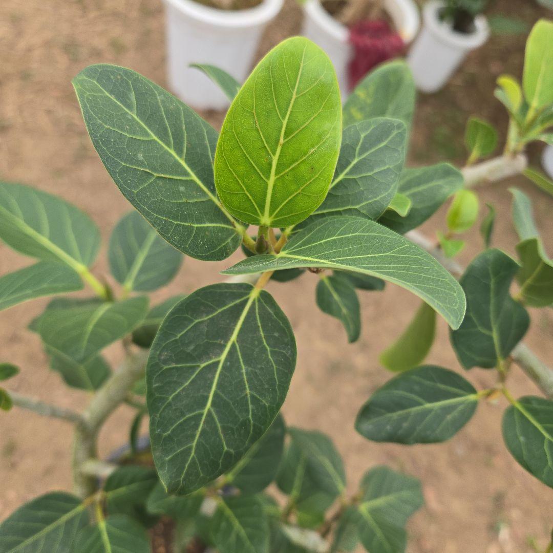 ⑭　フィカス　ベンガレンシ　曲がり仕立て「螺旋」8号　特大苗木最高等級極上品‼️