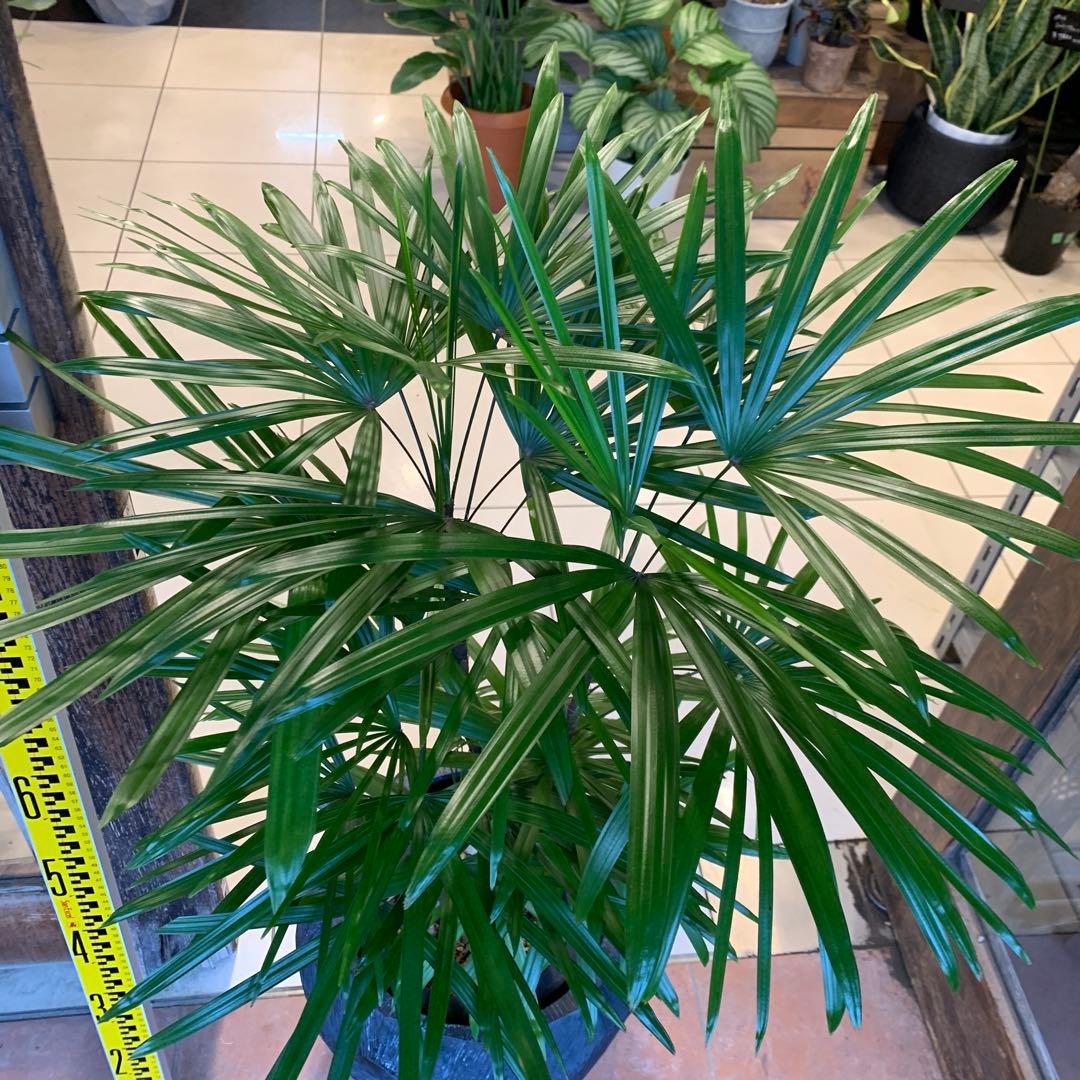 シュロチク 棕櫚竹 ファイバー鉢 お皿付き