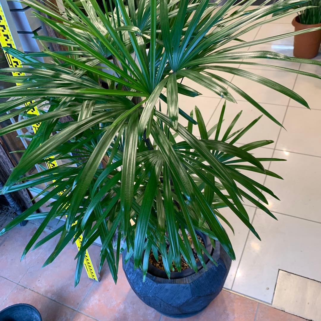 シュロチク 棕櫚竹 ファイバー鉢 お皿付き