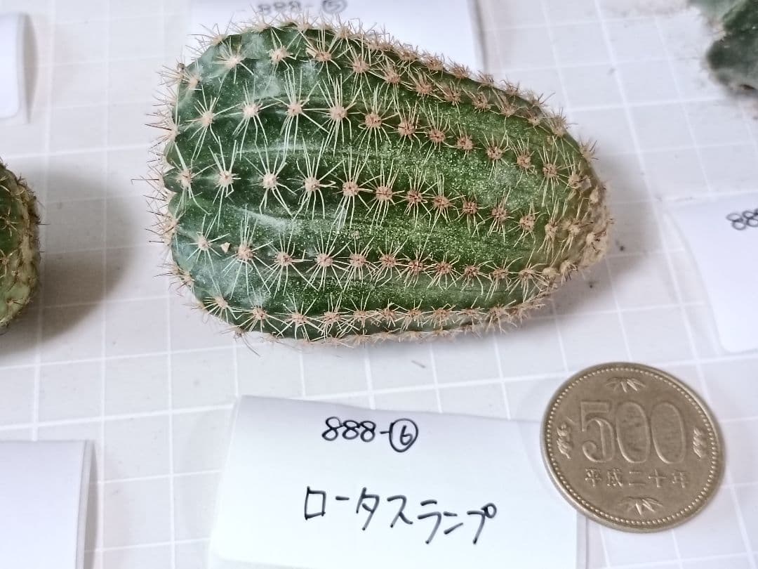 888-YU商品　花サボテン