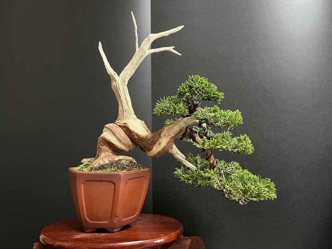 真柏盆栽　糸魚川真柏　2品