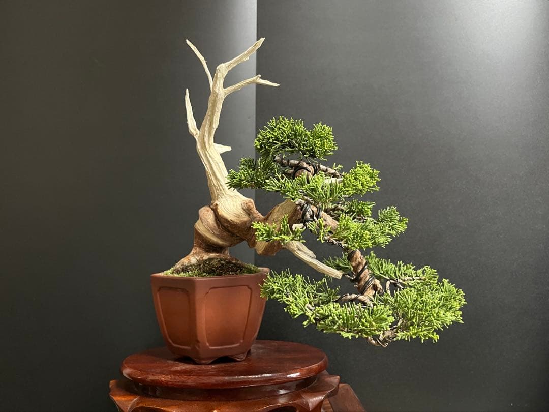 真柏盆栽　糸魚川真柏　2品