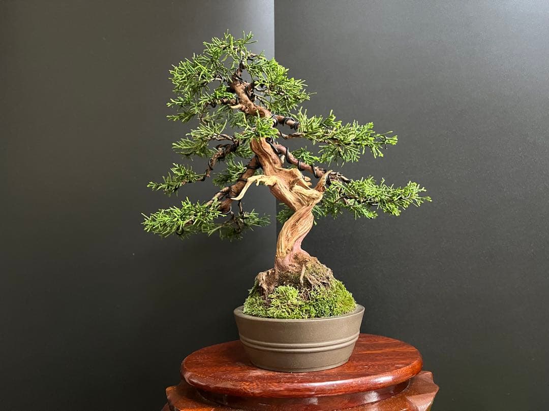 真柏盆栽　糸魚川真柏　2品