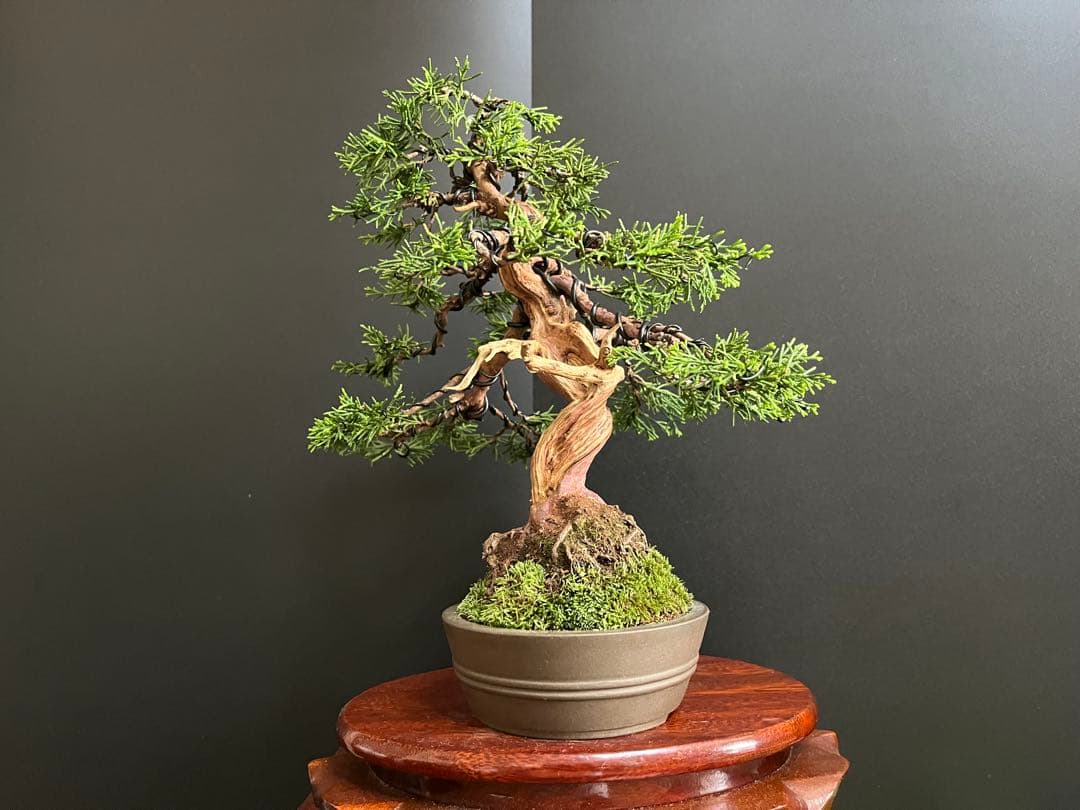 真柏盆栽　糸魚川真柏　2品