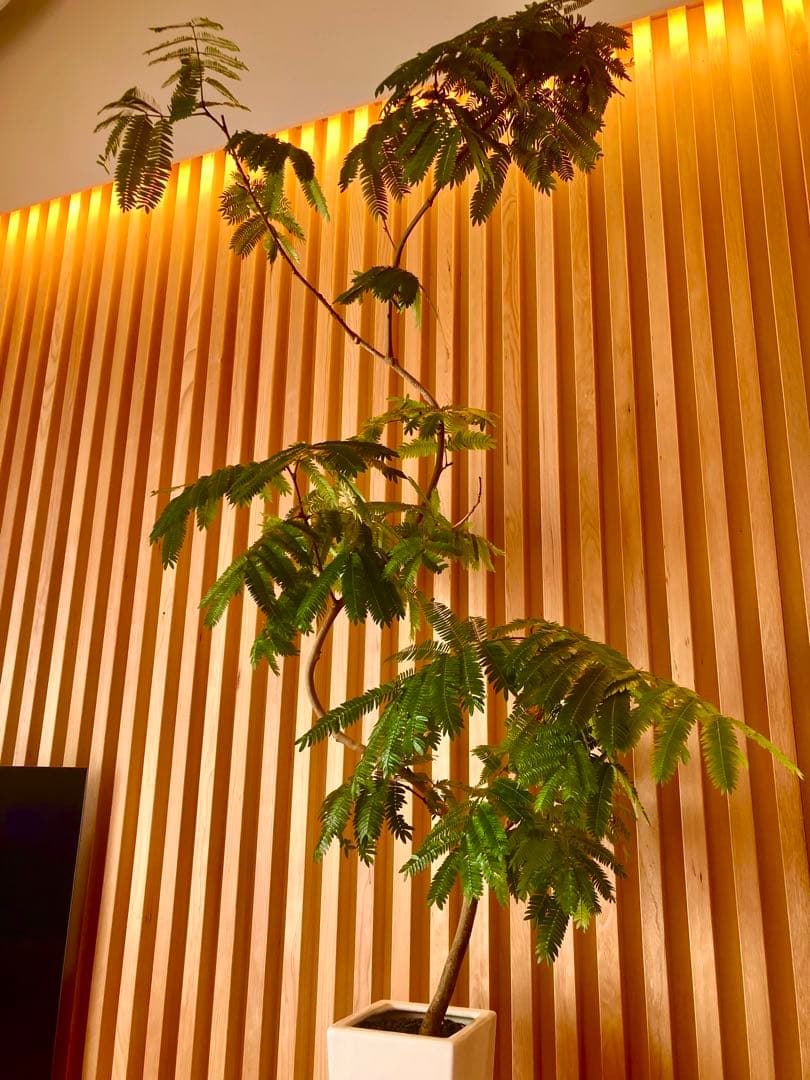 エバーフレッシュ ACTUS購入品／高さ160cm・室内育成・美形株