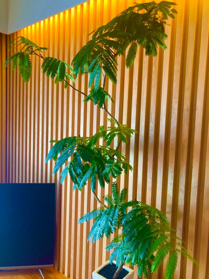 エバーフレッシュ ACTUS購入品／高さ160cm・室内育成・美形株