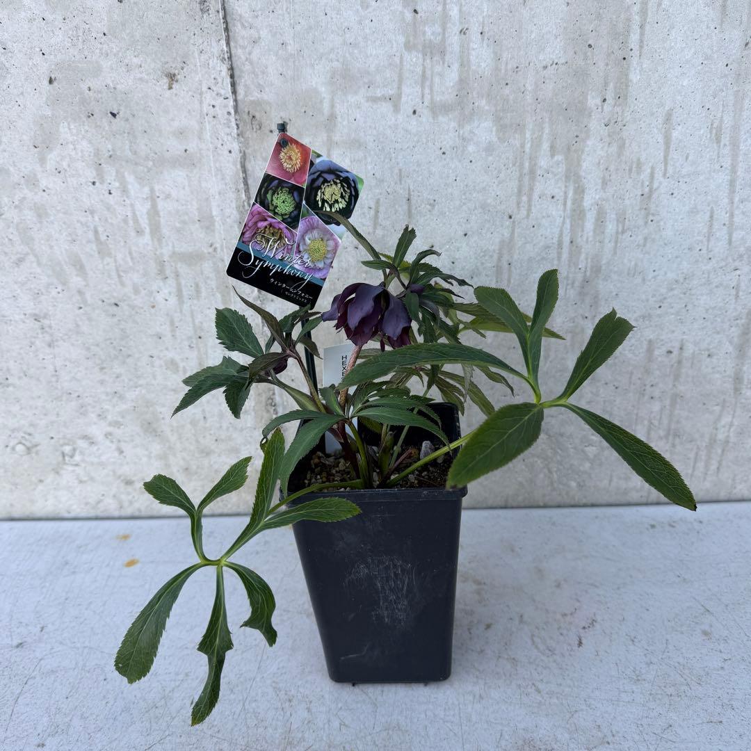 クリスマスローズ　ヘックス　ウィンターシンフォニー