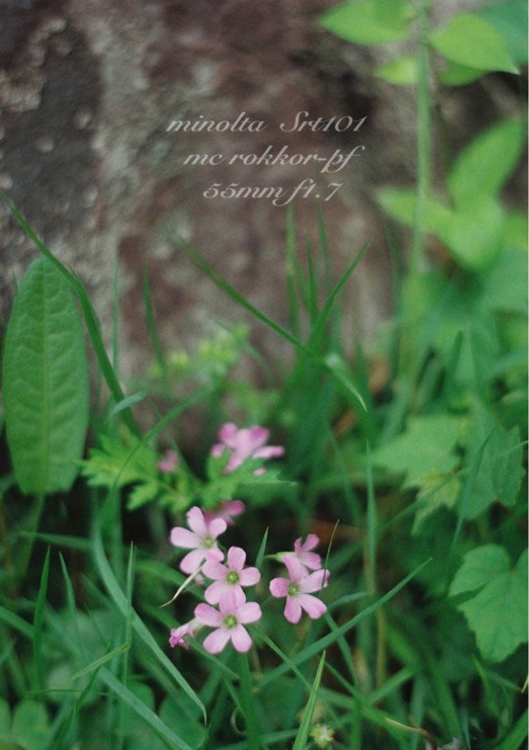 minolta srt101 ★美品＊完動品★緑のロッコール★作例多数＊保証付