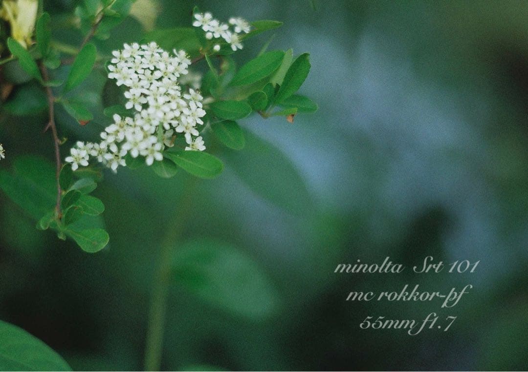 minolta srt101 ★美品＊完動品★緑のロッコール★作例多数＊保証付