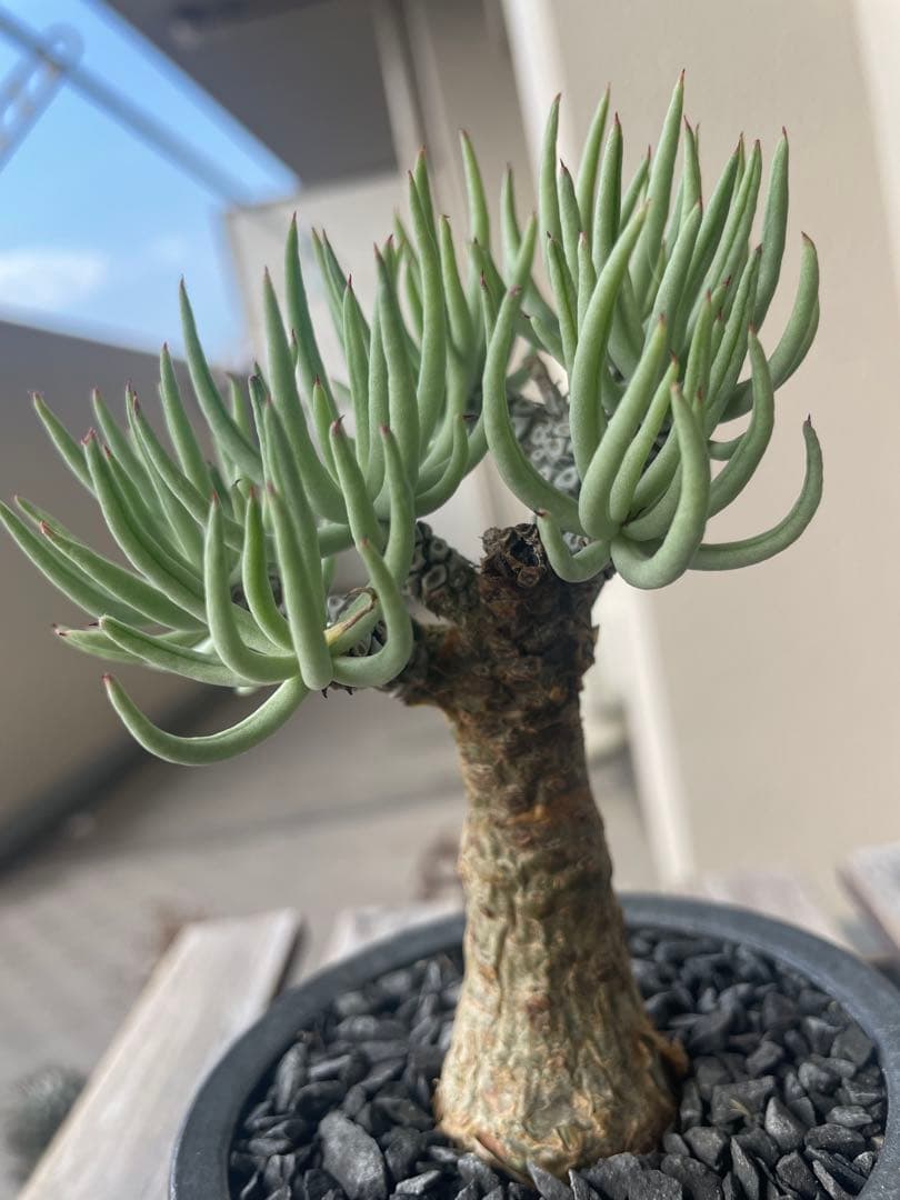 即日発送　チレコドン　ペアルソニー　実生　田中元将　作家鉢セット　3寸　冬型塊根