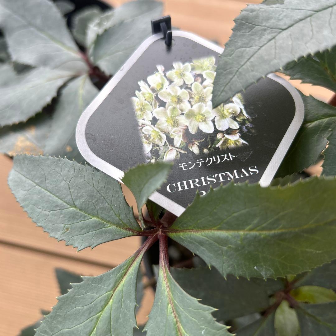 クリスマスローズ苗　クリスマスローズ　交配種　開花見込み株　6鉢価格