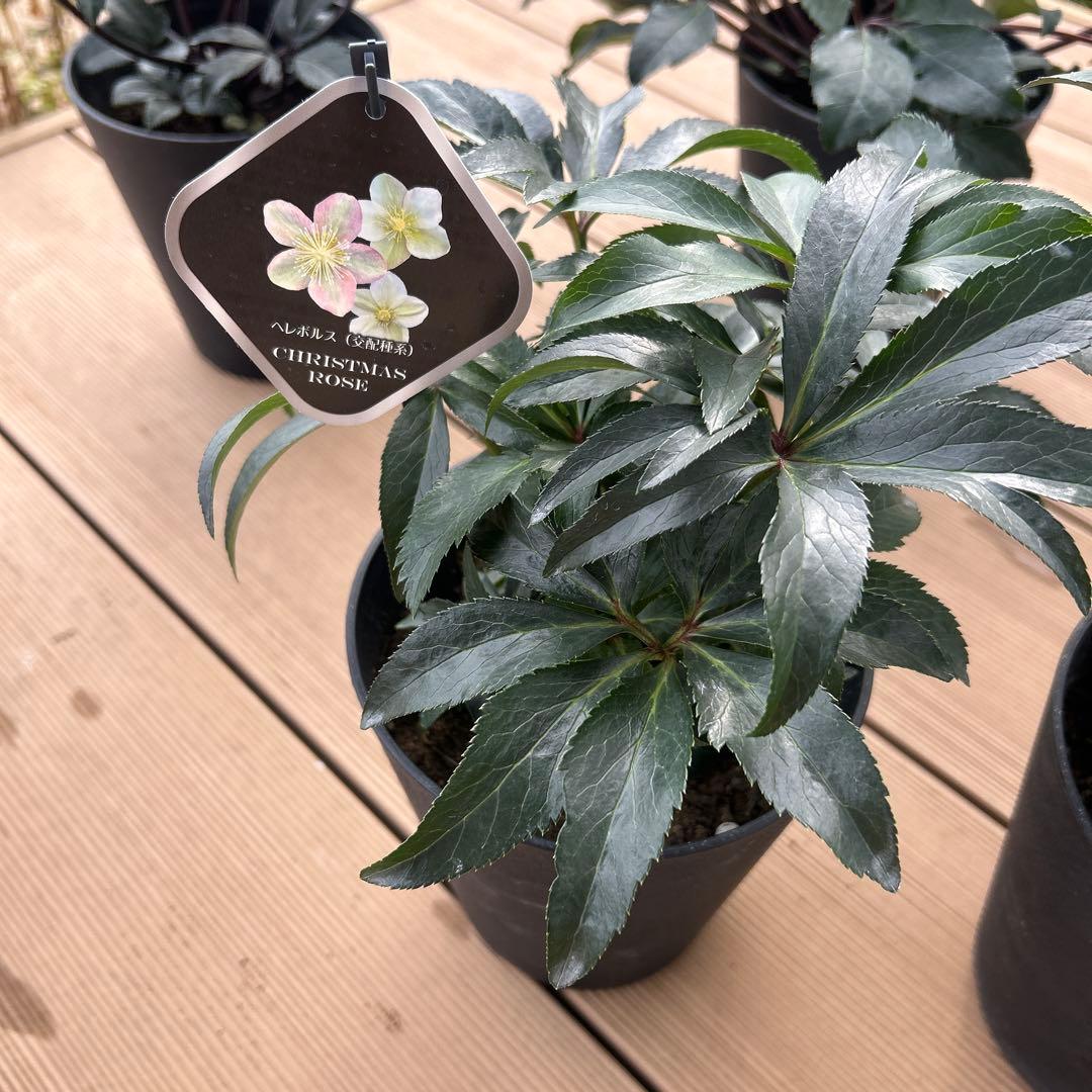 クリスマスローズ苗　クリスマスローズ　交配種　開花見込み株　6鉢価格
