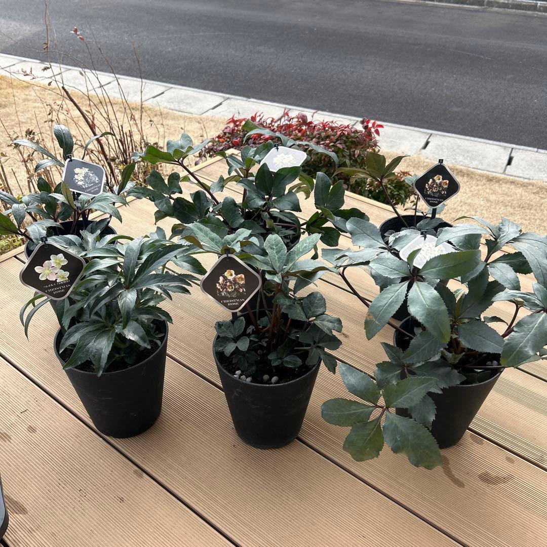 クリスマスローズ苗　クリスマスローズ　交配種　開花見込み株　6鉢価格