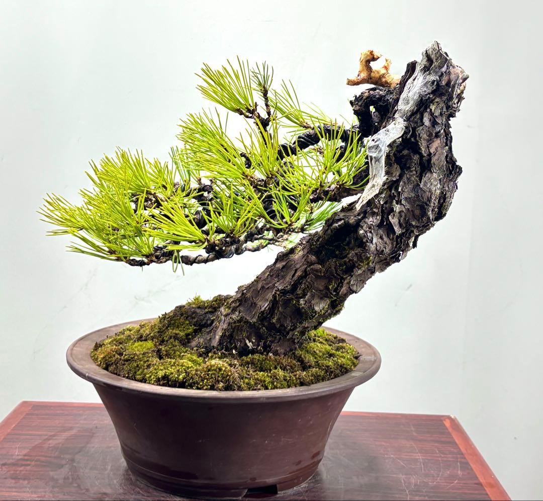 r*i様 黒松　盆栽　面白い木‼️