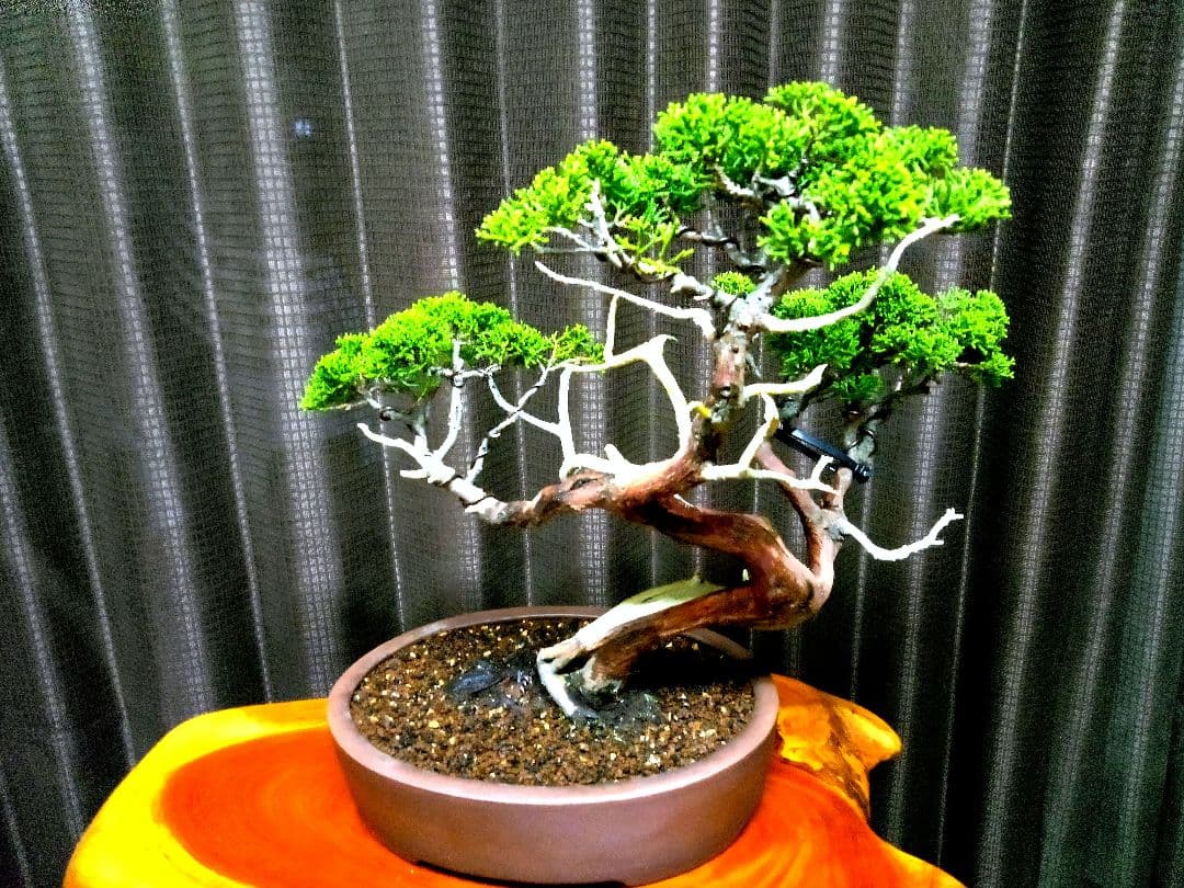 【中品　糸魚川真柏盆栽】　　　山採りじゃないの❓セール ★あきちゃん様…専用★