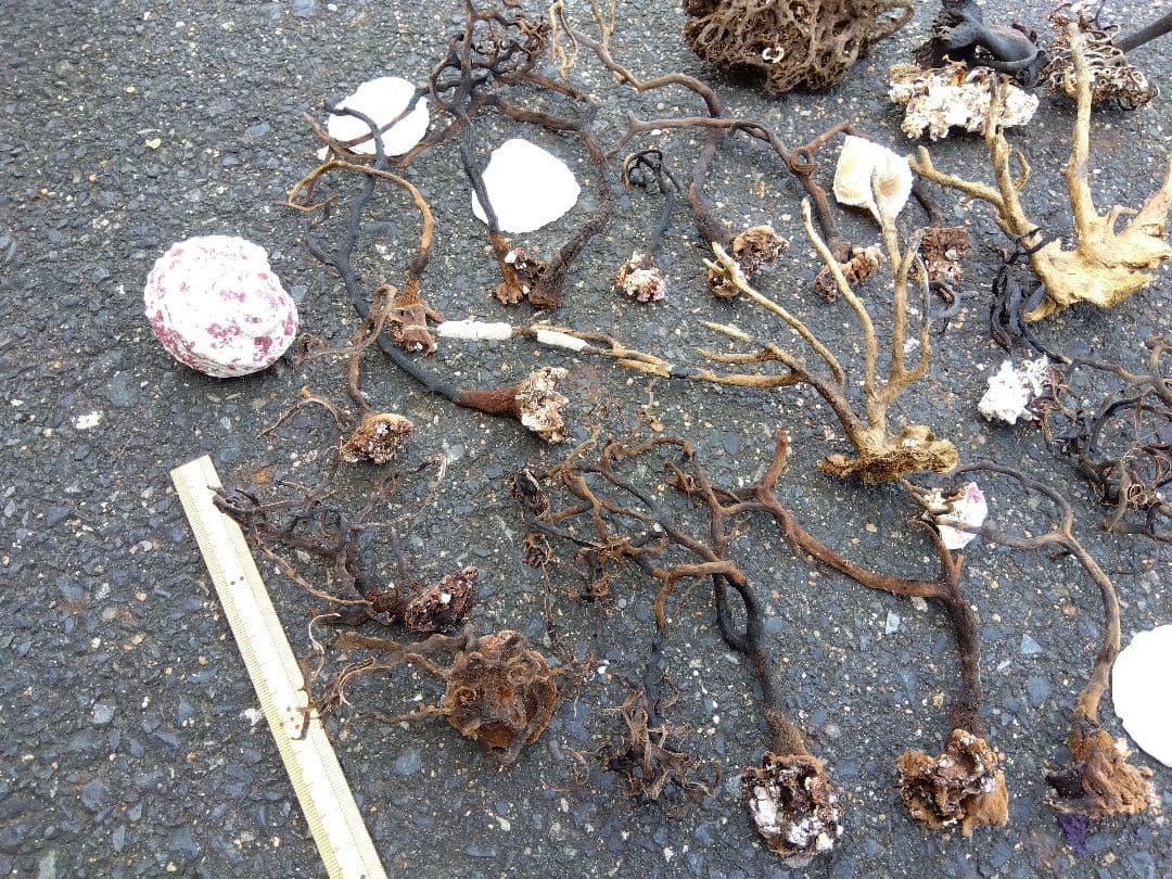 アクアリウム　インテリア　ウミウチワ　工作　造形　天然素材　塩抜き　海からの贈物