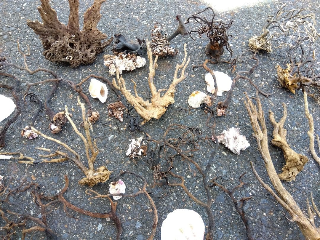 アクアリウム　インテリア　ウミウチワ　工作　造形　天然素材　塩抜き　海からの贈物