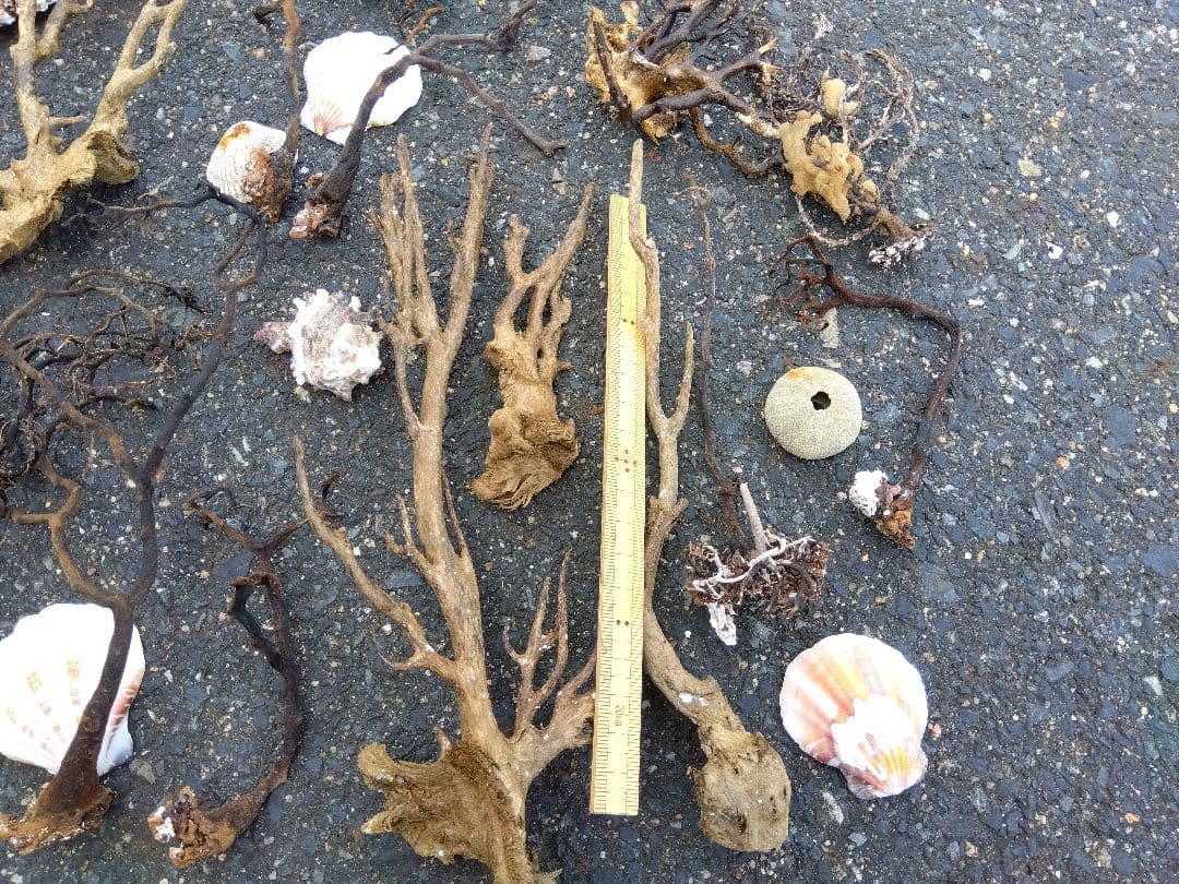 アクアリウム　インテリア　ウミウチワ　工作　造形　天然素材　塩抜き　海からの贈物