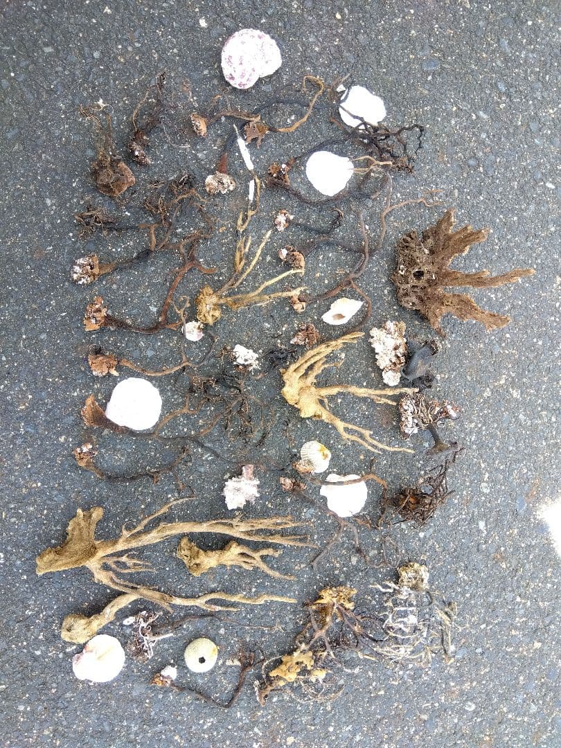 アクアリウム　インテリア　ウミウチワ　工作　造形　天然素材　塩抜き　海からの贈物