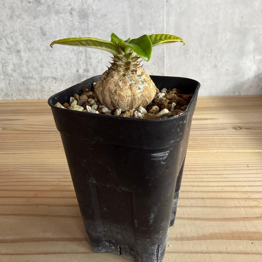 パキポディウムウィンゾリー 国内実生株