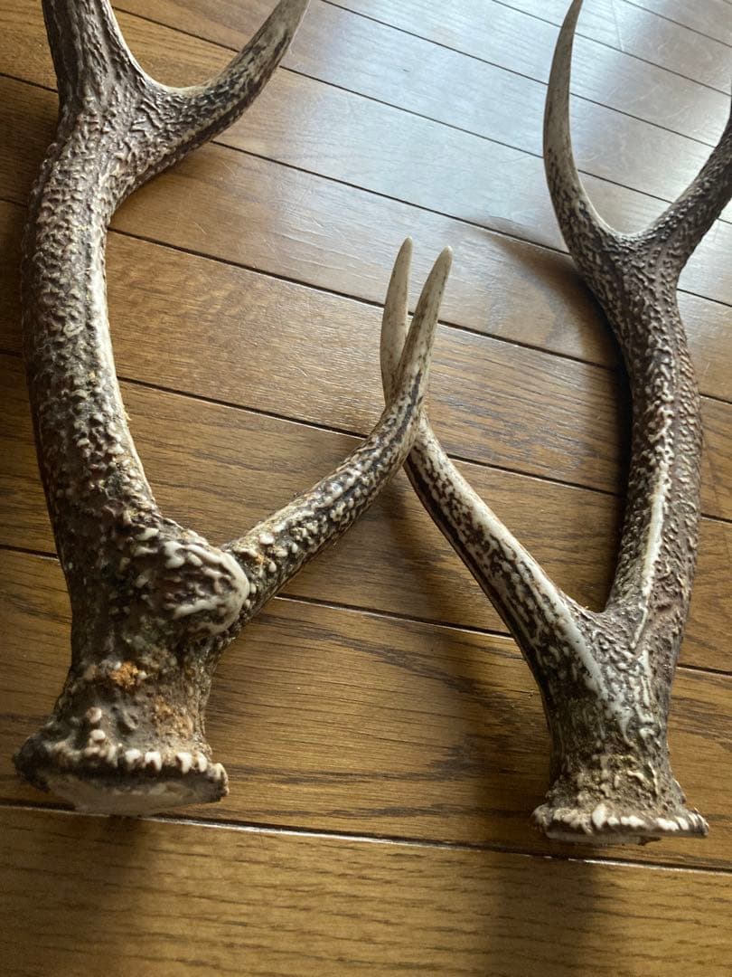 鹿の角　ハンドメイド素材　鹿のインテリア　鹿角特大サイズ　薬剤不使用