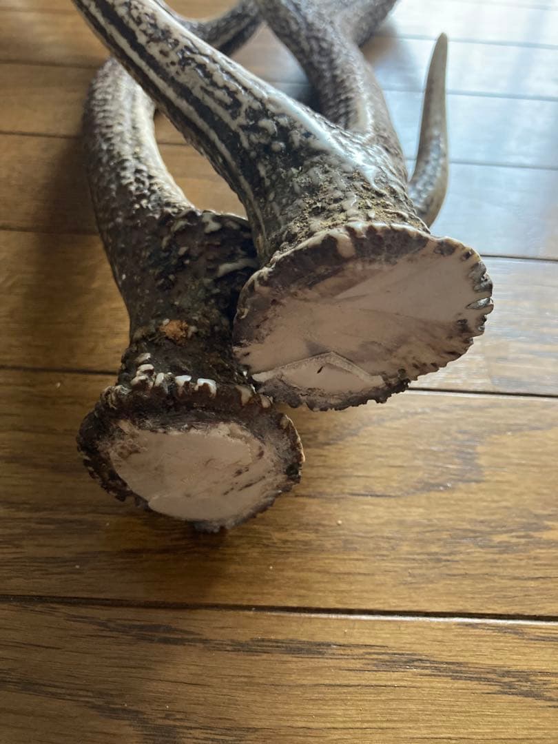 鹿の角　ハンドメイド素材　鹿のインテリア　鹿角特大サイズ　薬剤不使用