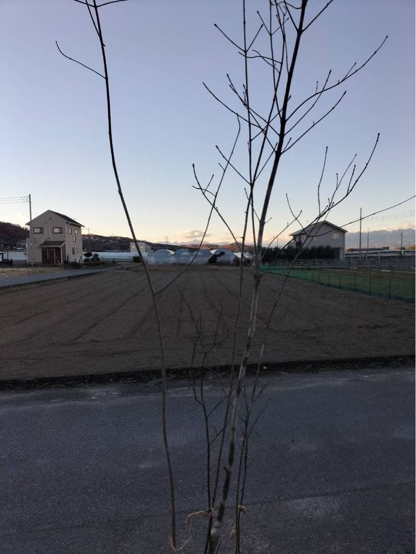 山採り アオダモ クロモジ 混合株 アオダモ4本立ち クロモジ2本立ち