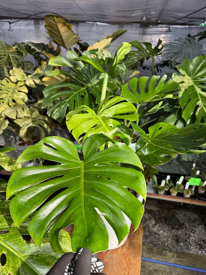 モンステラ　デリシオーサ　インテリア用実生何となく丸葉　180梱包サイズ送料無料