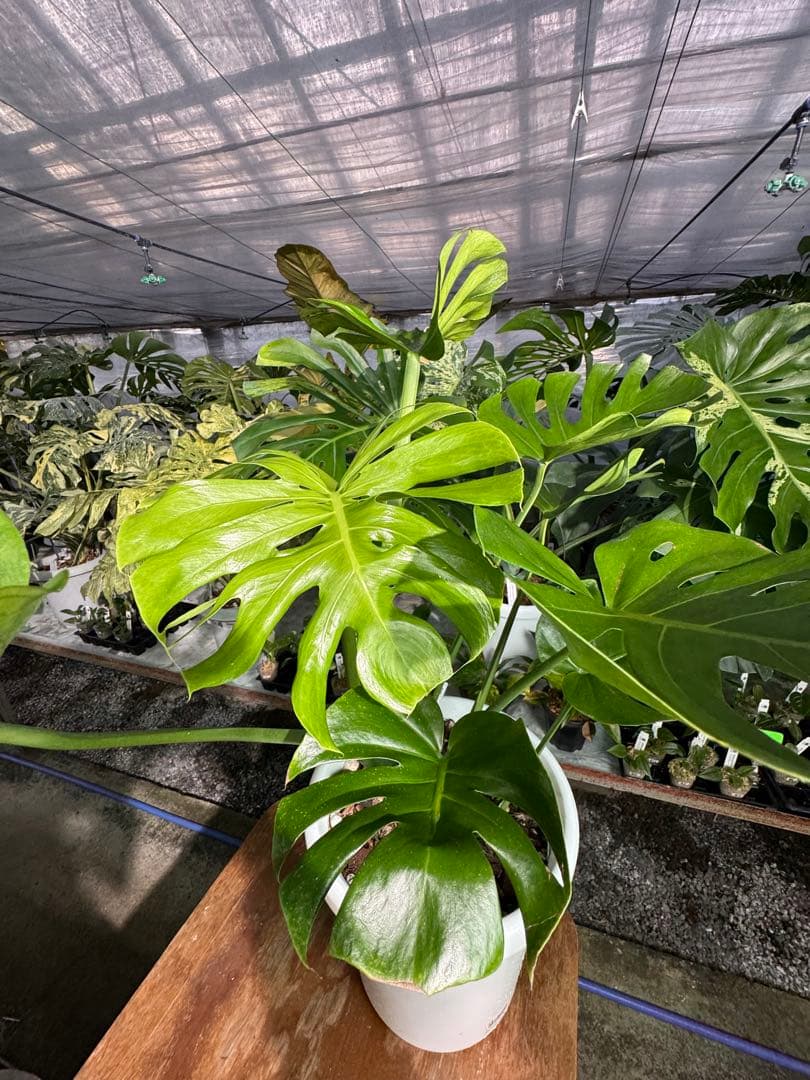 モンステラ　デリシオーサ　インテリア用実生何となく丸葉　180梱包サイズ送料無料