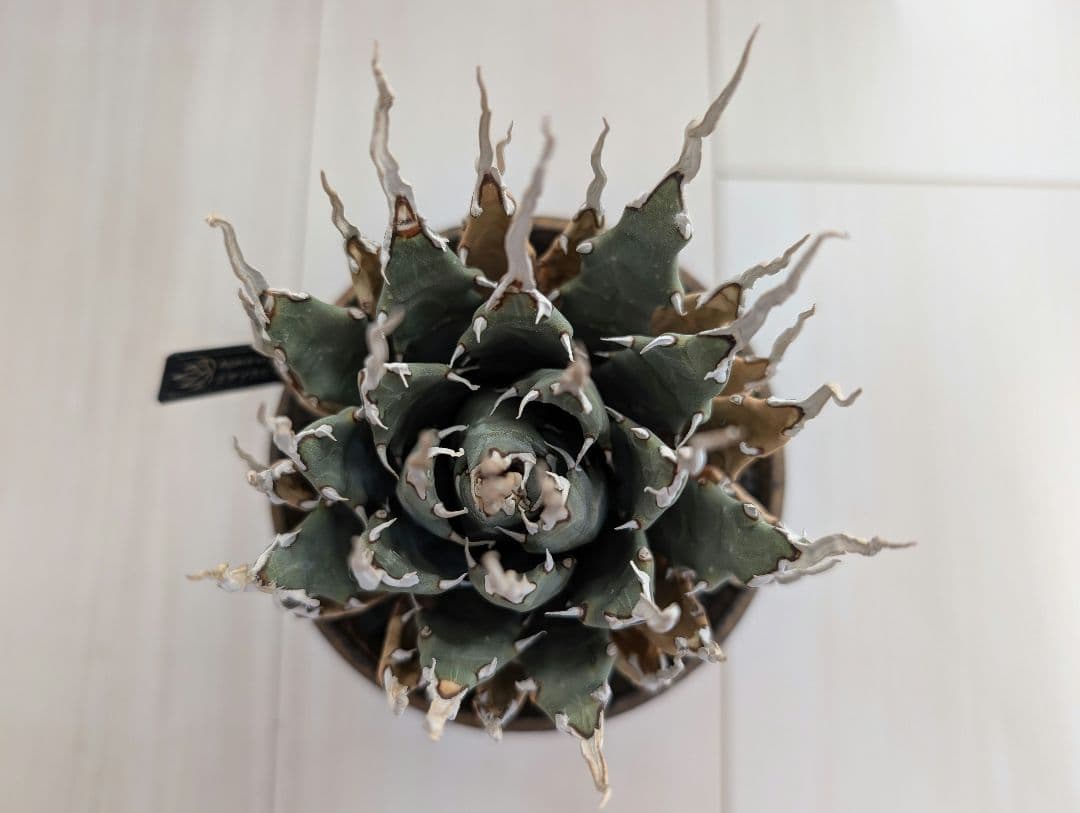 アガベ ユタエンシス エボリスピナ 陽炎 池田佐一郎 陶器鉢