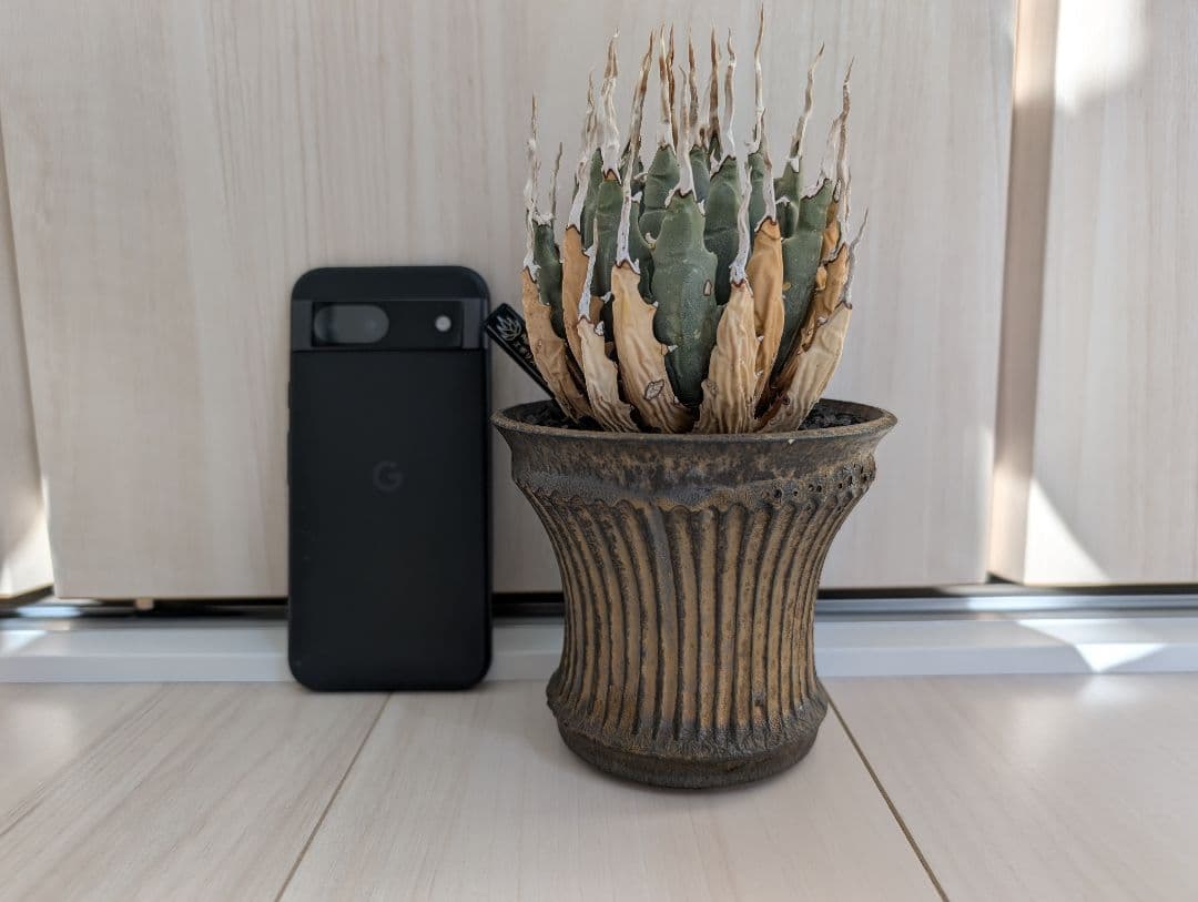 アガベ ユタエンシス エボリスピナ 陽炎 池田佐一郎 陶器鉢