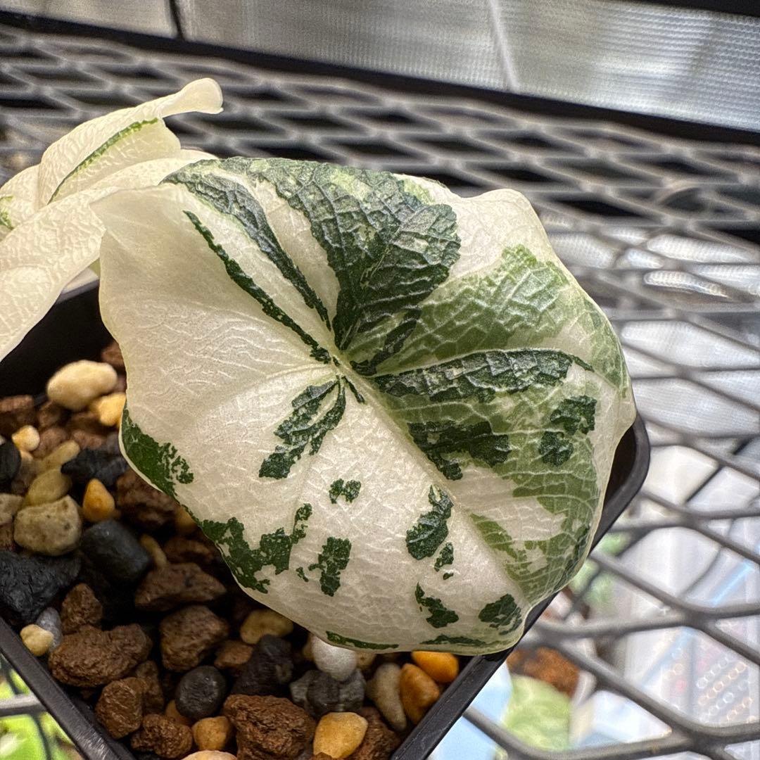 w*）様 極上 アロカシア メロ アルボ