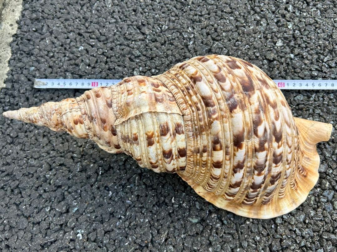 特大　43.6cm 法螺貝　1489g